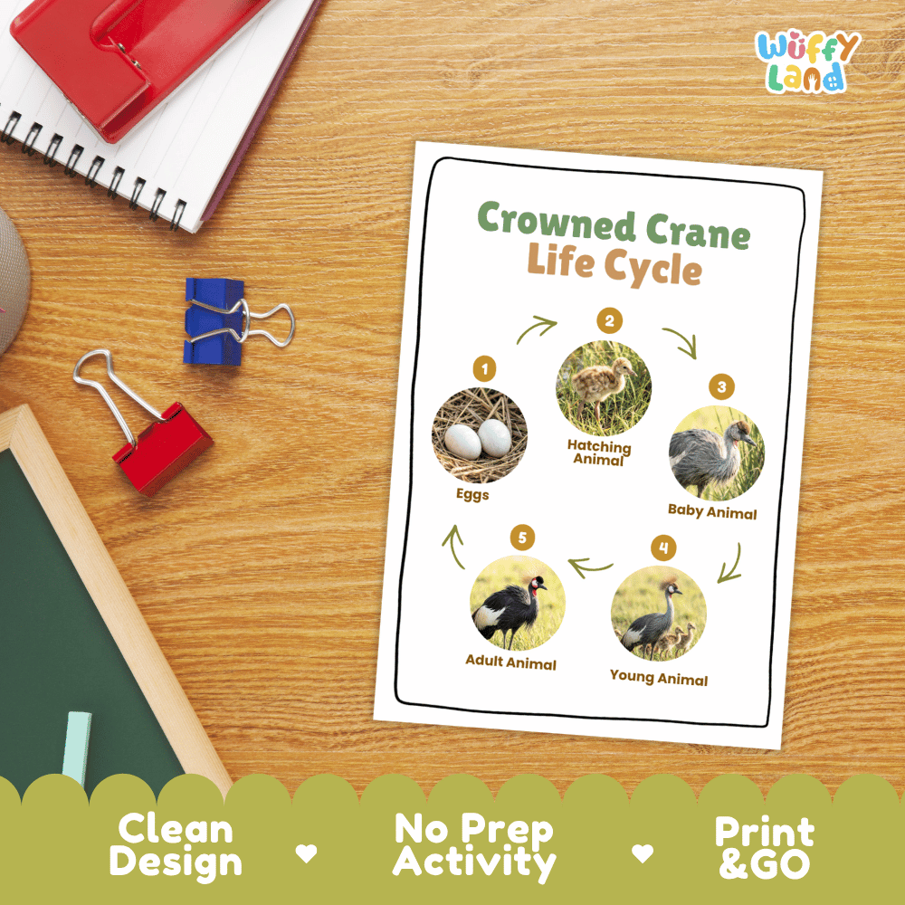 Crowned Crane Life Cycle Poster and Cut and Paste Activity Worksheets