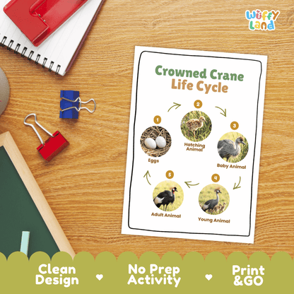 Crowned Crane Life Cycle Poster and Cut and Paste Activity Worksheets