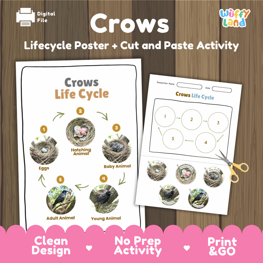 Crows Life Cycle Poster and Cut and Paste Worksheet Activity