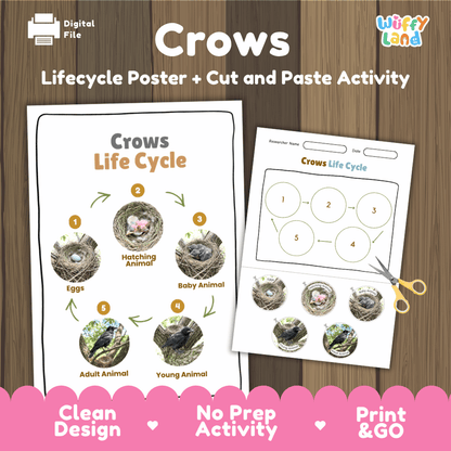 Crows Life Cycle Poster and Cut and Paste Worksheet Activity