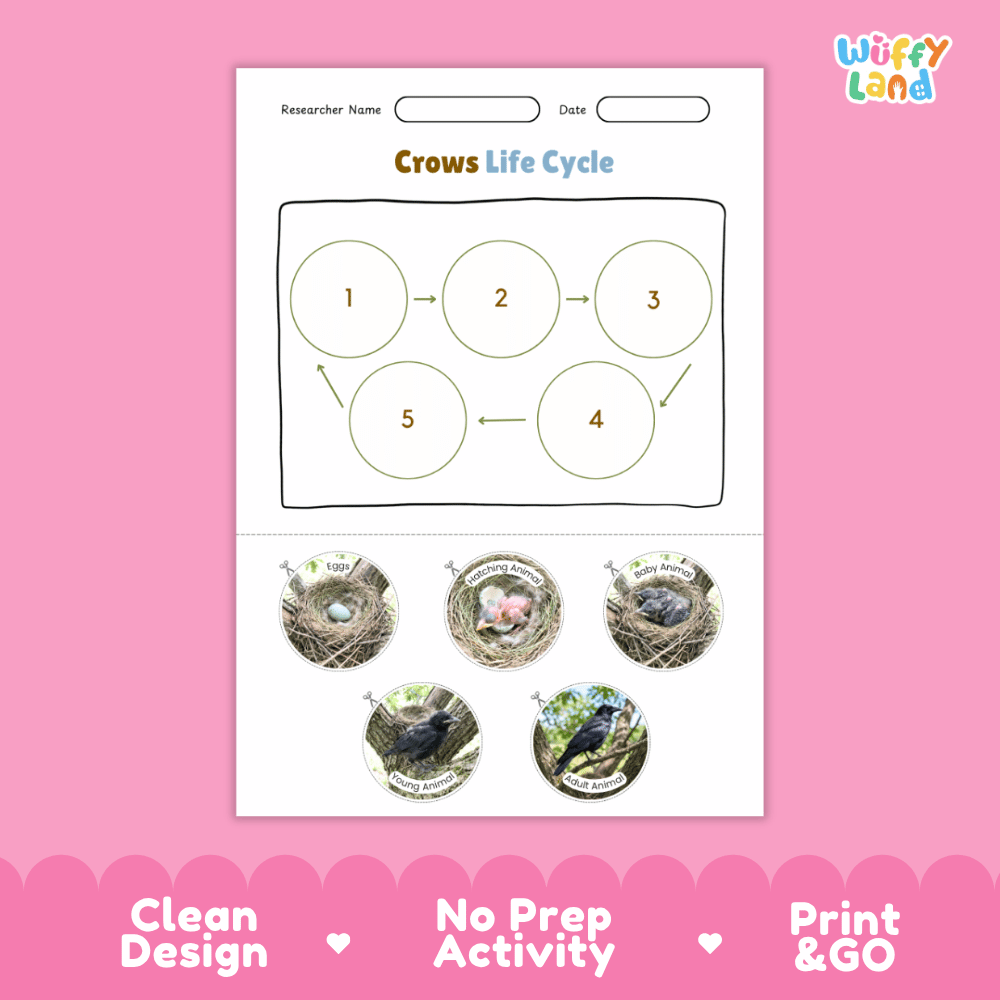 Crows Life Cycle Poster and Cut and Paste Worksheet Activity
