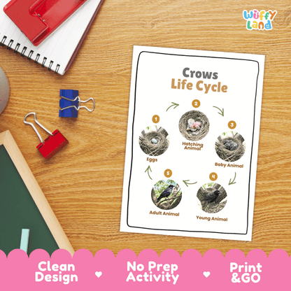 Crows Life Cycle Poster and Cut and Paste Worksheet Activity