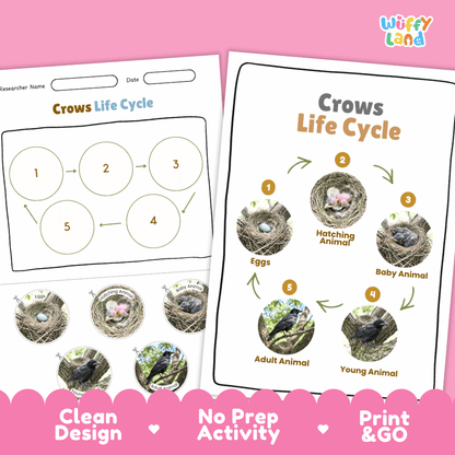 Crows Life Cycle Poster and Cut and Paste Worksheet Activity