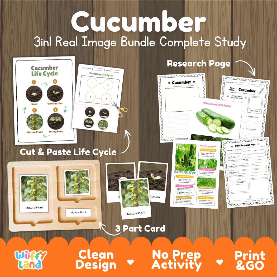 Cucumber 3in1 real image bundle complete study printable featuring life cycle cut and paste worksheets, Montessori 3-part cards, and research pages