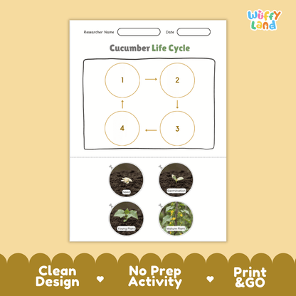 Educational reference poster showing four realistic photo stages of a cucumber life cycle including seed, germination, young plant, and mature plant