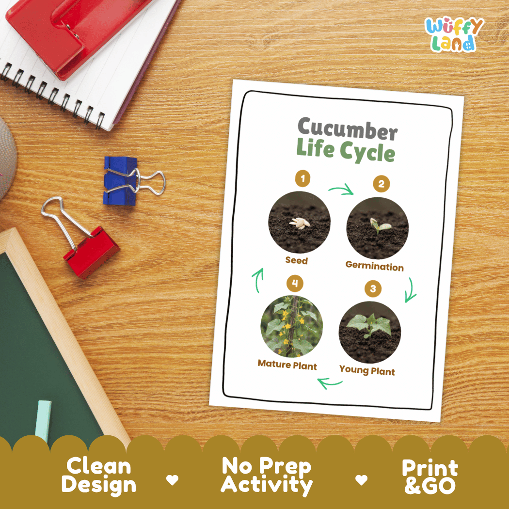 Hands-on cut and paste science worksheet for students to cut real photo tokens and sequence cucumber growth stages onto numbered circles