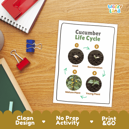 Hands-on cut and paste science worksheet for students to cut real photo tokens and sequence cucumber growth stages onto numbered circles