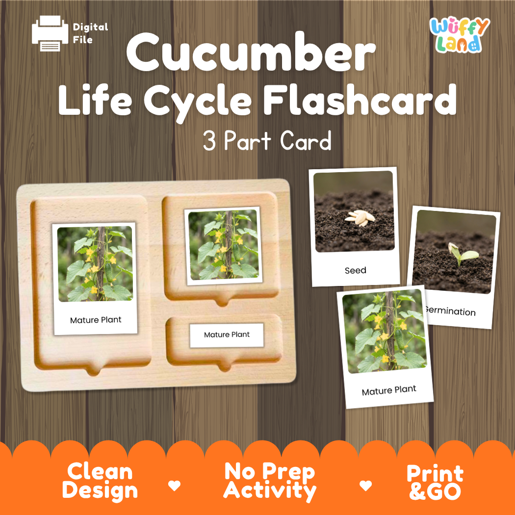 Cucumber Life Cycle Flashcard set by Wiffy Land, featuring a wooden 3-part card tray with photos of plant growth stages (seed, germination, mature plant) on a wood-grain background.
