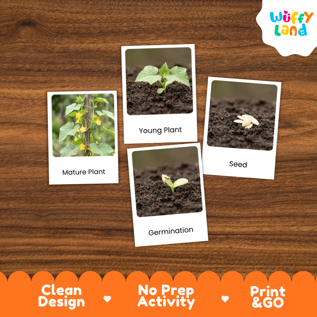 A set of four educational photo cards about plant germination and growth, displayed on a brown wood-grain background. The cards show labeled images of a mature plant, a young plant, a seed, and germination.