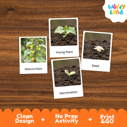 A set of four educational photo cards about plant germination and growth, displayed on a brown wood-grain background. The cards show labeled images of a mature plant, a young plant, a seed, and germination.