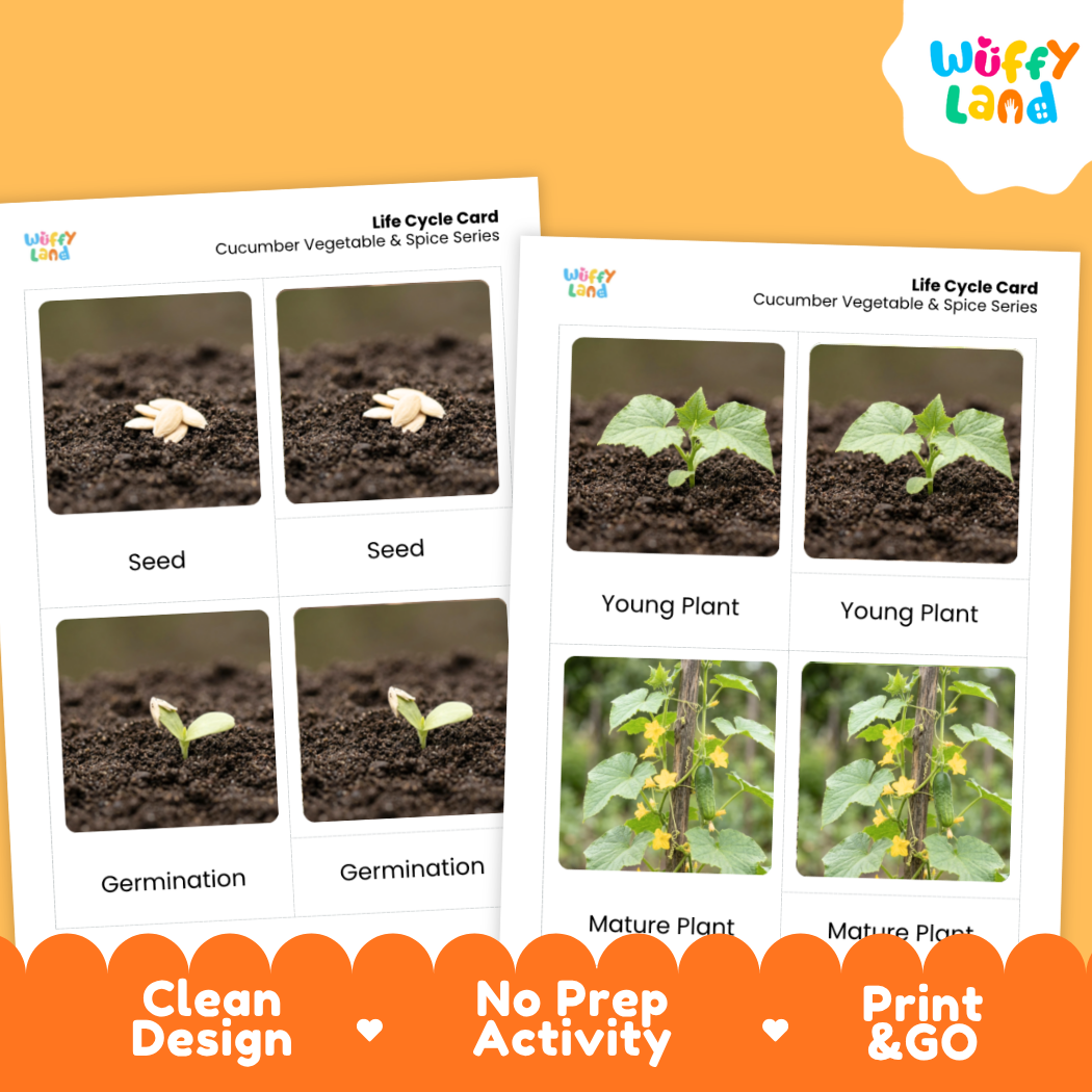 Two printed life cycle cards for cucumber vegetable and spice series shown on an orange background. The cards show labeled photos of a seed, young plant, germination, and mature plant.