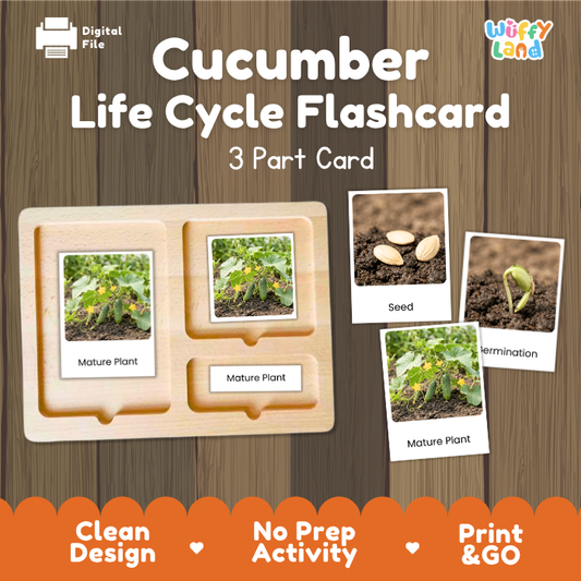 Cucumber Life Cycle Flashcard 3 Part Card Montessori Science Printable