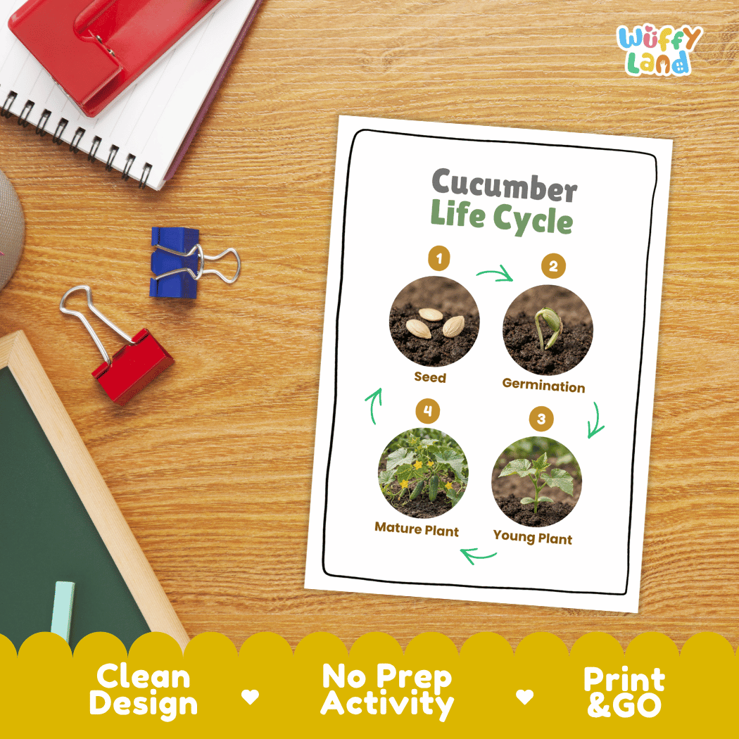 Cucumber Life Cycle Poster and Cut and Paste Worksheet Activity