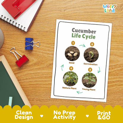 Cucumber Life Cycle Poster and Cut and Paste Worksheet Activity
