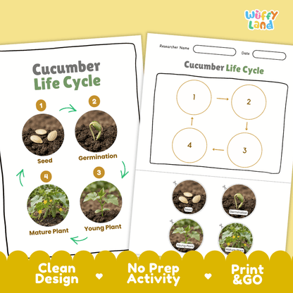 Cucumber Life Cycle Poster and Cut and Paste Worksheet Activity