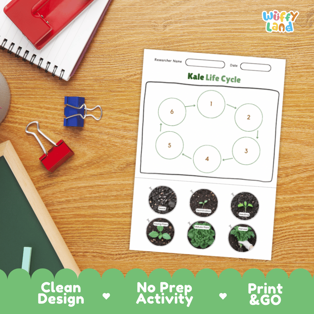 Kale Life Cycle Poster and Cut and Paste Activity Plant Science Printable