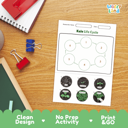 Kale Life Cycle Poster and Cut and Paste Activity Plant Science Printable