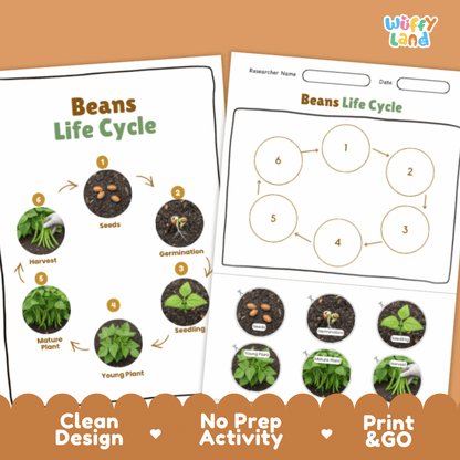 Beans Life Cycle Poster and Cut and Paste Activity Plant Science Printable