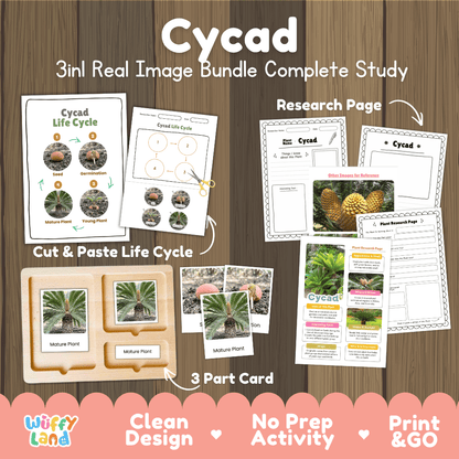 Cycad plant 3in1 real image bundle complete study printable featuring life cycle cut and paste worksheets, Montessori 3-part cards, and research pages