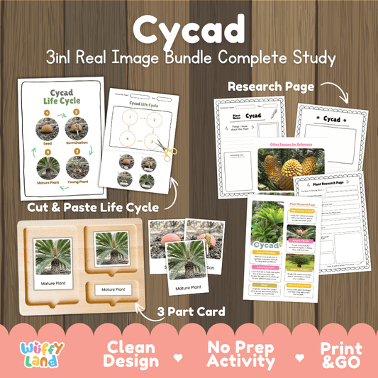 Cycad plant 3in1 real image bundle complete study printable featuring life cycle cut and paste worksheets, Montessori 3-part cards, and research pages