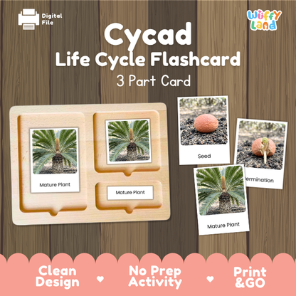Cycad Life Cycle Flashcards | 3 Part Cards Montessori Science Activity