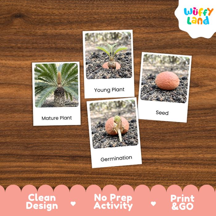 Cycad Life Cycle Flashcards | 3 Part Cards Montessori Science Activity