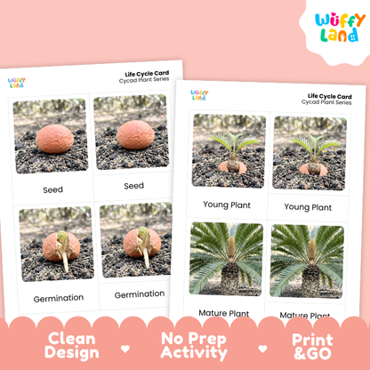 Cycad Life Cycle Flashcards | 3 Part Cards Montessori Science Activity