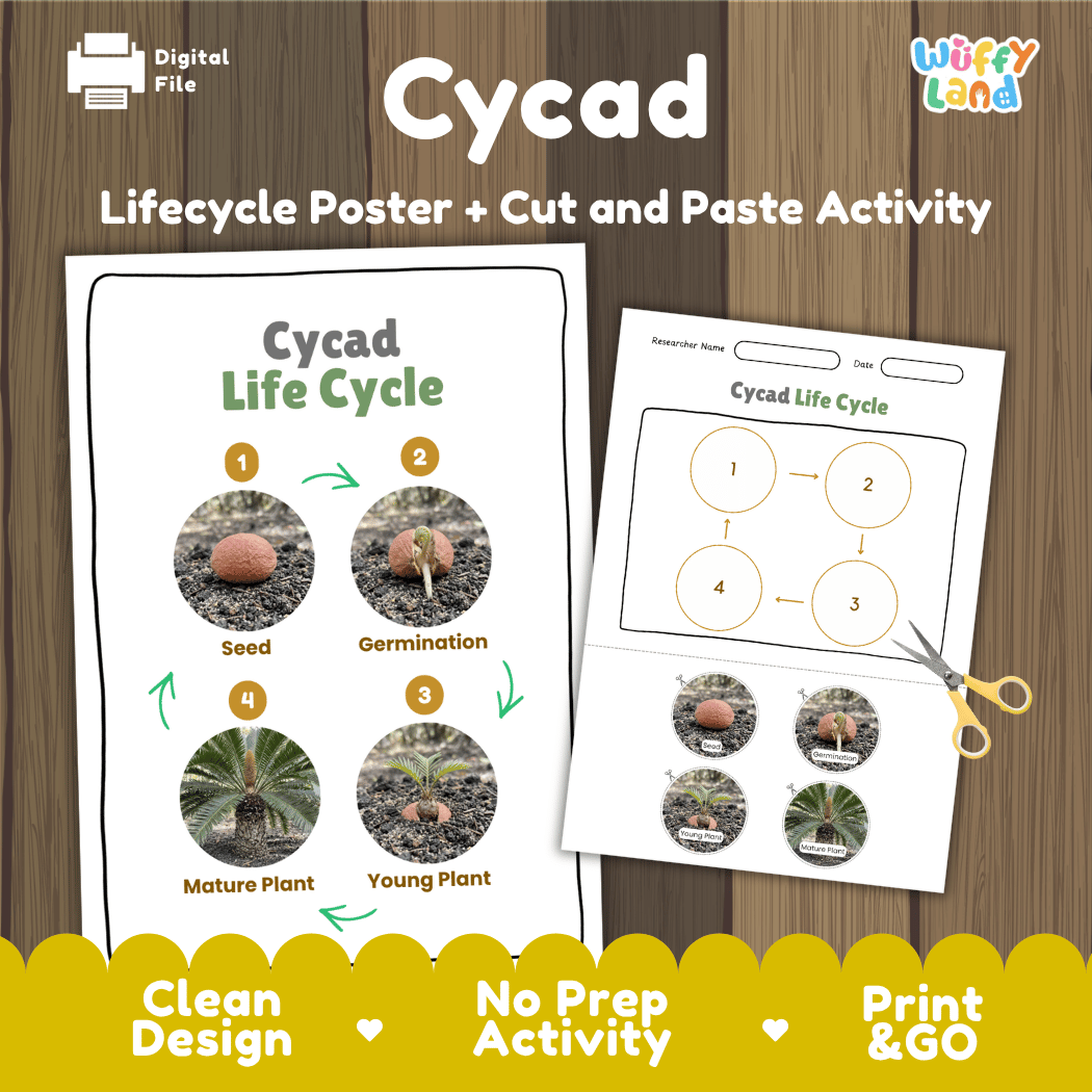 Cycad Life Cycle Poster and Cut and Paste Activity Worksheet