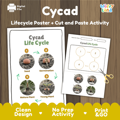 Cycad Life Cycle Poster and Cut and Paste Activity Worksheet