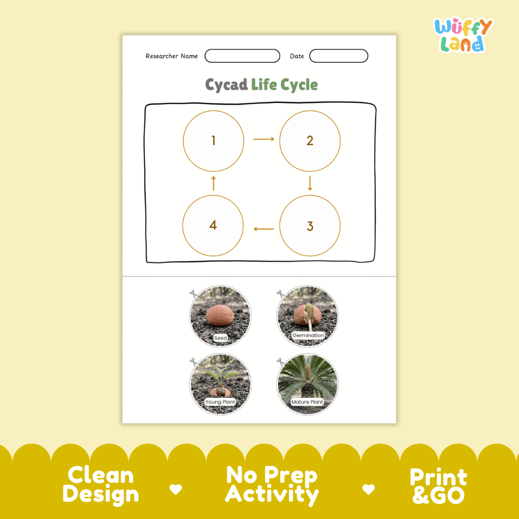 Cycad Life Cycle Poster and Cut and Paste Activity Worksheet