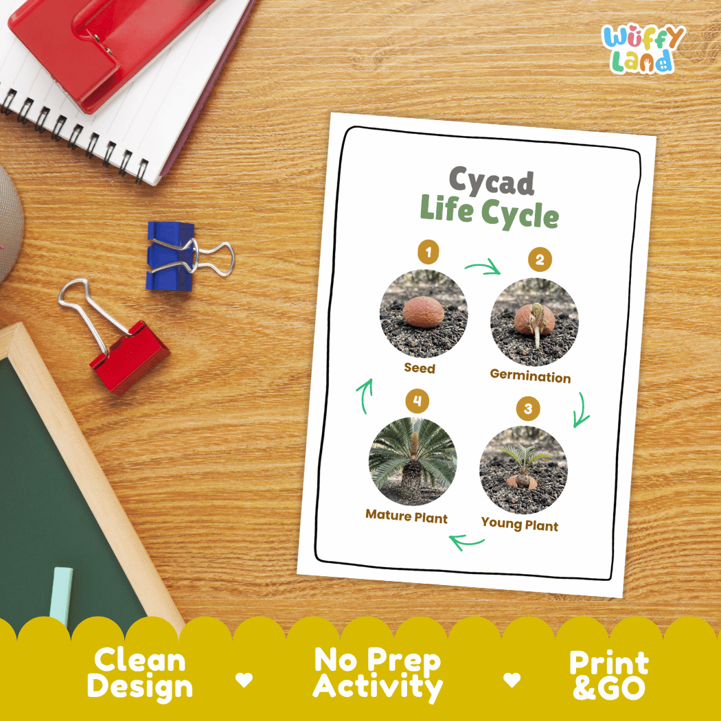 Cycad Life Cycle Poster and Cut and Paste Activity Worksheet