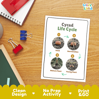 Cycad Life Cycle Poster and Cut and Paste Activity Worksheet