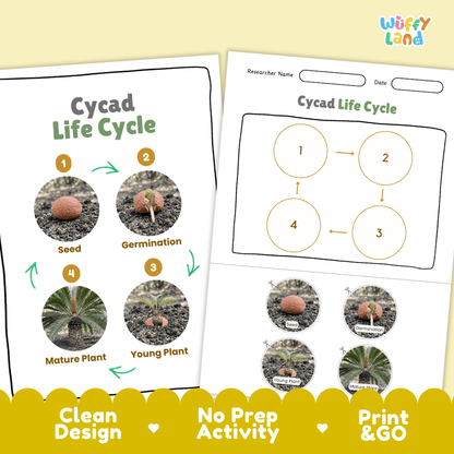 Cycad Life Cycle Poster and Cut and Paste Activity Worksheet