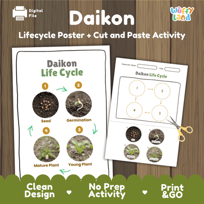 Daikon radish plant life cycle educational printable pack cover showing visual reference poster and cut and paste sequencing worksheet with real photography