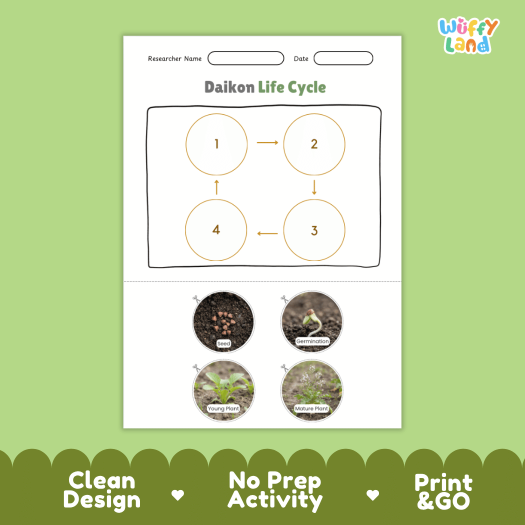 Educational reference poster showing four realistic photo stages of a daikon life cycle including seed, germination, young plant, and mature plant