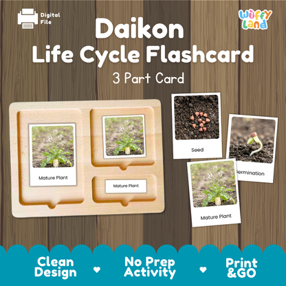 Digital product preview of a 'Daikon Life Cycle Flashcard' set by Wiffy Land, showing a wooden 3-part card tray with plant photos and three separate photo cards illustrating seed, germination, and mature plant stages on a wood-grain background.