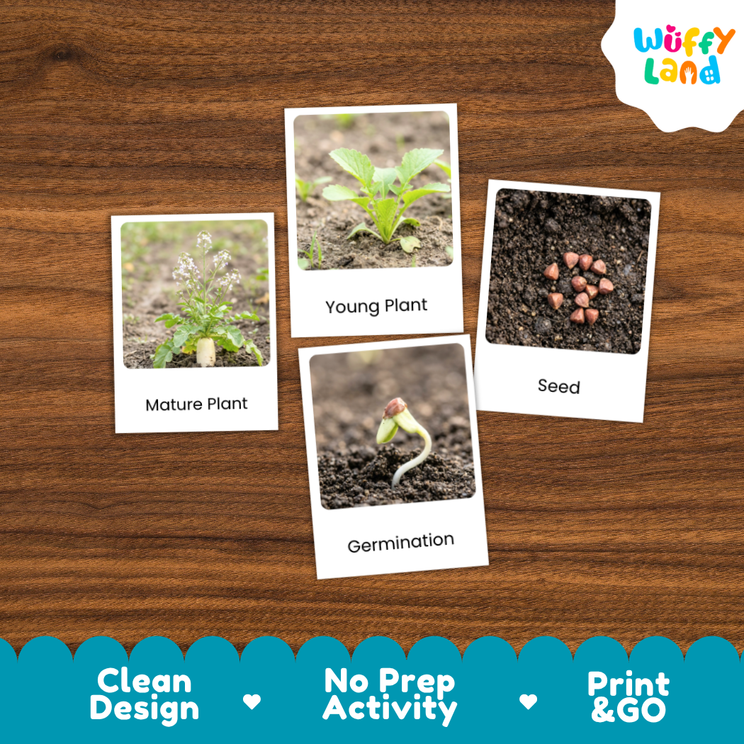 Four educational plant growth cards labeled Mature Plant, Young Plant, Germination, and Seed arranged on a brown wood background, with a Wuffy Land logo in the top right and a blue promotional banner at the bottom.