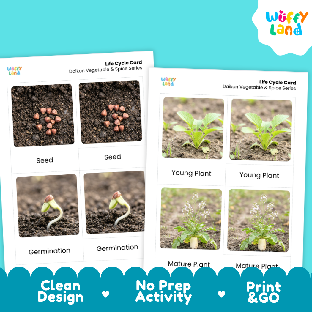 Two printed life cycle cards for Dakkon Vegetable & Spice Series shown on a bright cyan background. The cards show labeled photos of a plant growing from seed to mature plant, with text reading 'Life Cycle Card,' 'Seed,' 'Germination,' 'Mature Plant,' and feature callouts 'Clean Design,' 'No Prep Activity,' and 'Print & GO.