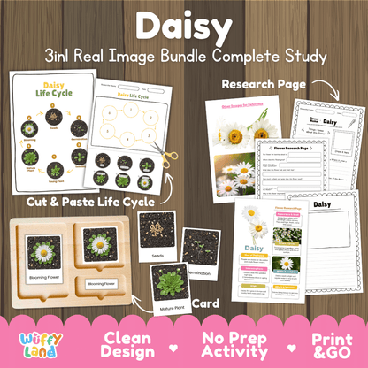 Daisy flower 3in1 real image bundle complete study printable featuring life cycle cut and paste worksheets, Montessori 3-part cards, and research pages