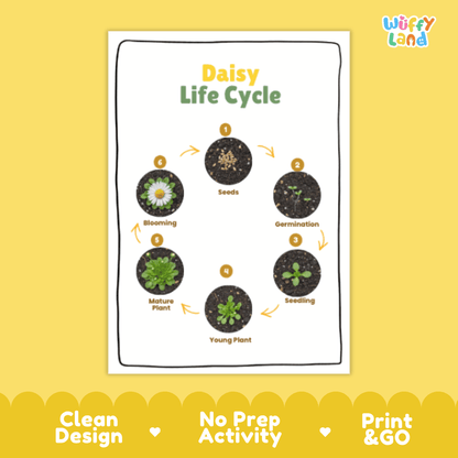 Daisy Lifecycle Poster and Cut and Paste Activity Worksheets | Plant Science Printables