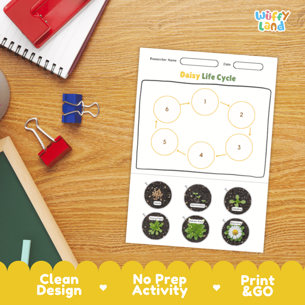 Daisy Lifecycle Poster and Cut and Paste Activity Worksheets | Plant Science Printables