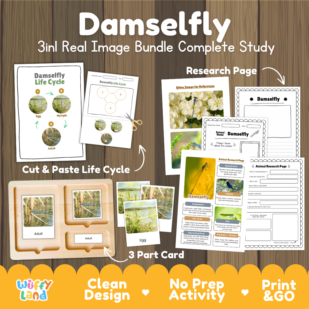 Damselfly 3-in-1 real image bundle complete study cover showing cut and paste life cycle, 3 part cards, and research pages