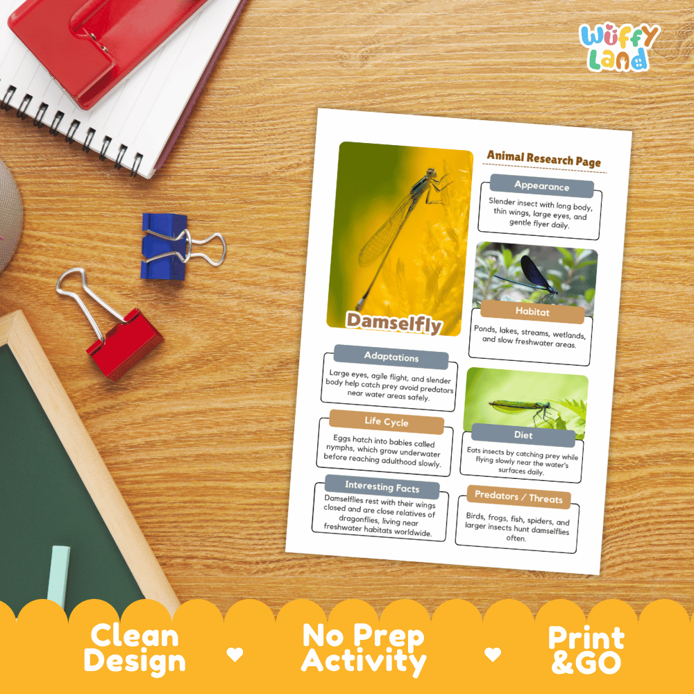 Damselfly Animal Research Page and Worksheets