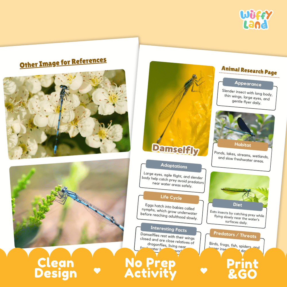 Damselfly Animal Research Page and Worksheets