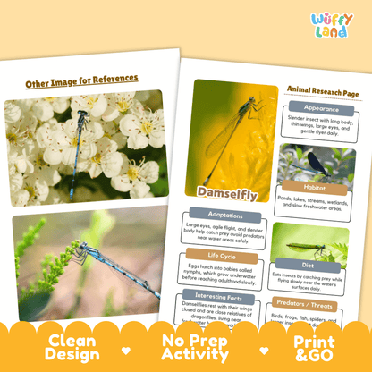 Damselfly Animal Research Page and Worksheets
