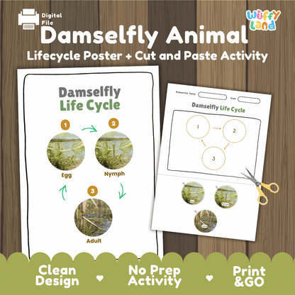 Damselfly Life Cycle Poster and Cut and Paste Worksheet Activity