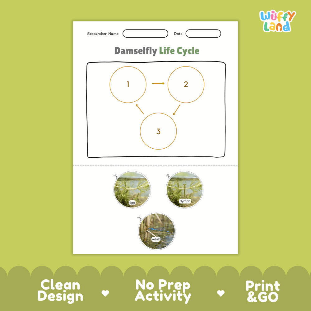 Damselfly Life Cycle Poster and Cut and Paste Worksheet Activity