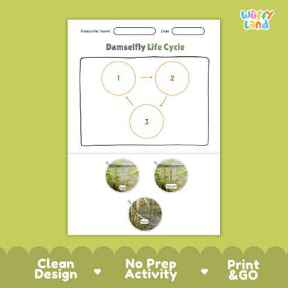 Damselfly Life Cycle Poster and Cut and Paste Worksheet Activity