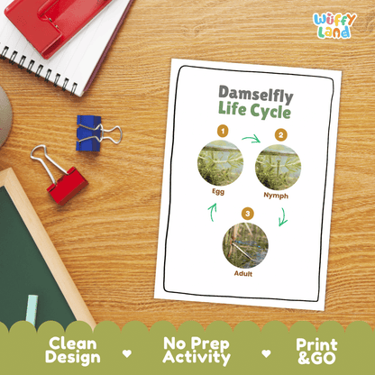 Damselfly Life Cycle Poster and Cut and Paste Worksheet Activity