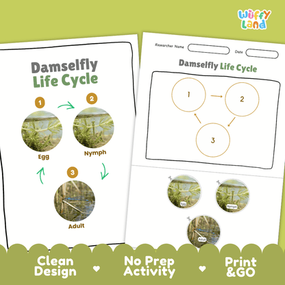 Damselfly Life Cycle Poster and Cut and Paste Worksheet Activity